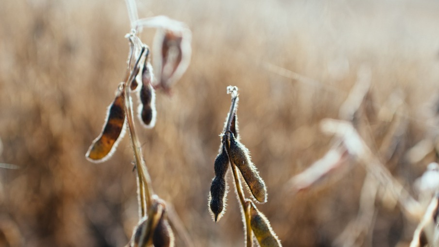 Foto de planta de soja. Foto de planta de soja.