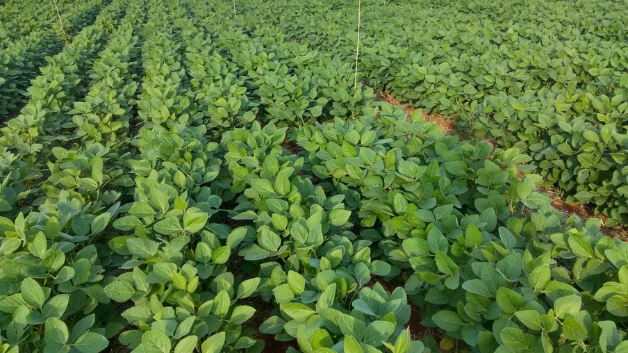 Foto de lavoura de soja com plantas ainda baixas e com folhas verdes. Foto de lavoura de soja com plantas ainda baixas e com folhas verdes.