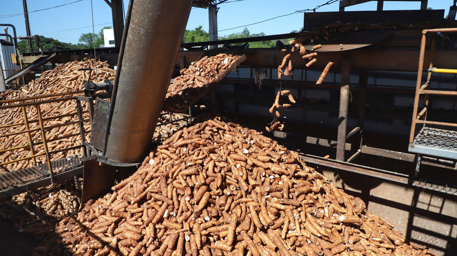 Foto de mandiocas em galpão. Foto de mandiocas em galpão.