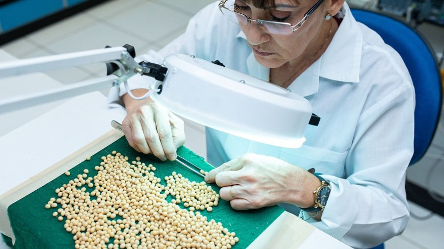 Foto de espiga de planta de arroz ao lado de grãos de arroz industrializados. Foto de espiga de planta de arroz ao lado de grãos de arroz industrializados.