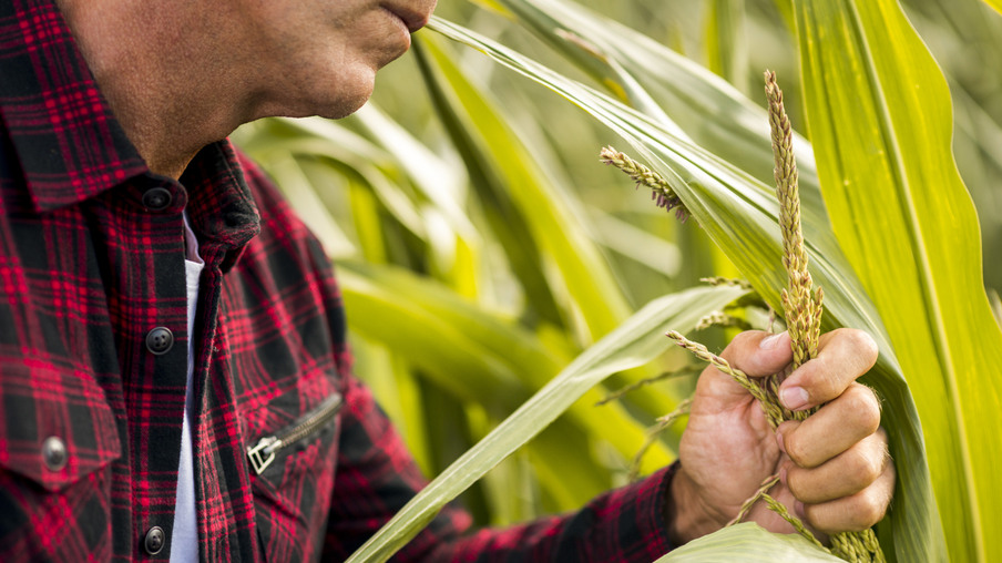 Foto de homem segurando planta em lavoura. Foto de homem segurando planta em lavoura.