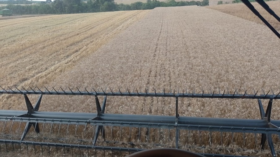 Foto de colheitadeira em lavoura de trigo. Foto de colheitadeira em lavoura de trigo.