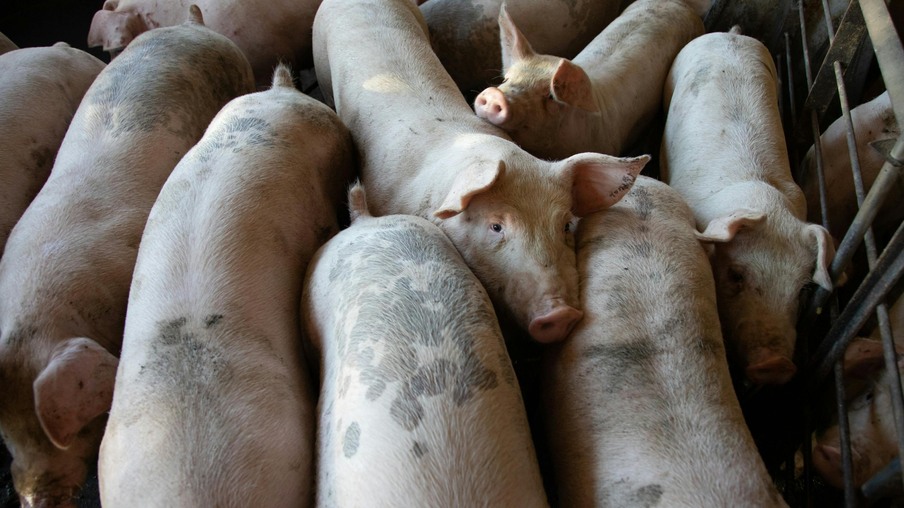 O Brasil é o quarto maior produtor e exportador de carne suína do mundo | Foto: Mark Stebnicki/Pexels O Brasil é o quarto maior produtor e exportador de carne suína do mundo | Foto: Mark Stebnicki/Pexels