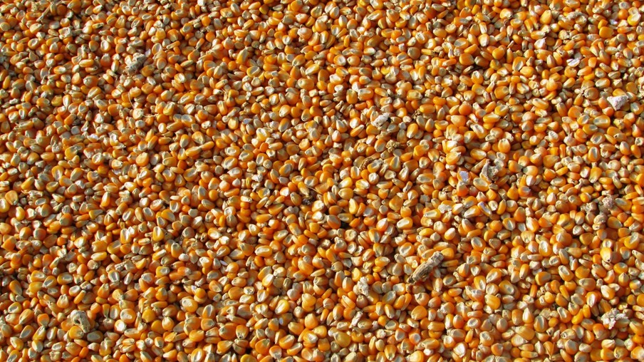 Foto de grãos de milho. Foto de grãos de milho.