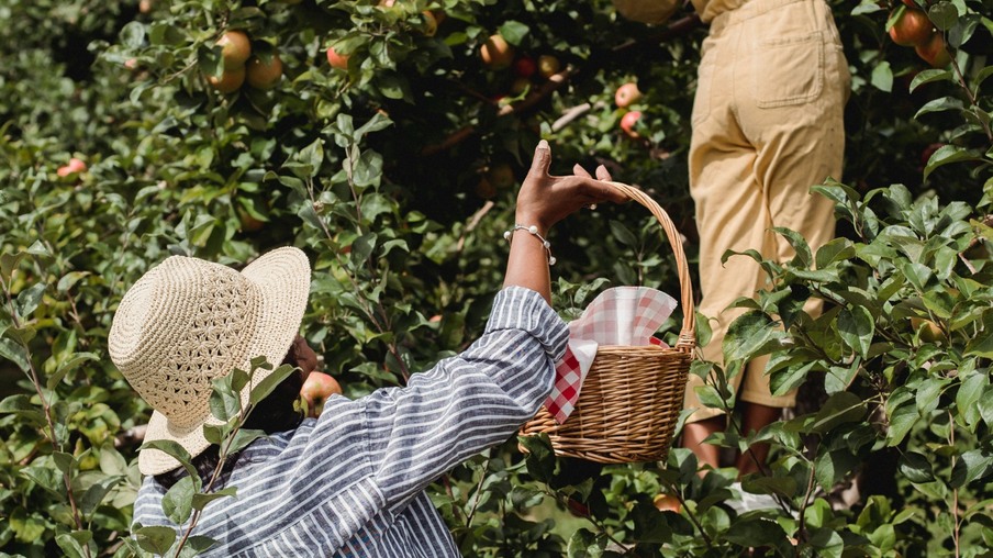 Foto de duas pessoas colhendo maças direto do pé Foto de duas pessoas colhendo maças direto do pé