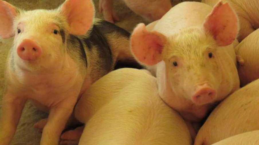 Foto de suínos. Foto de suínos.