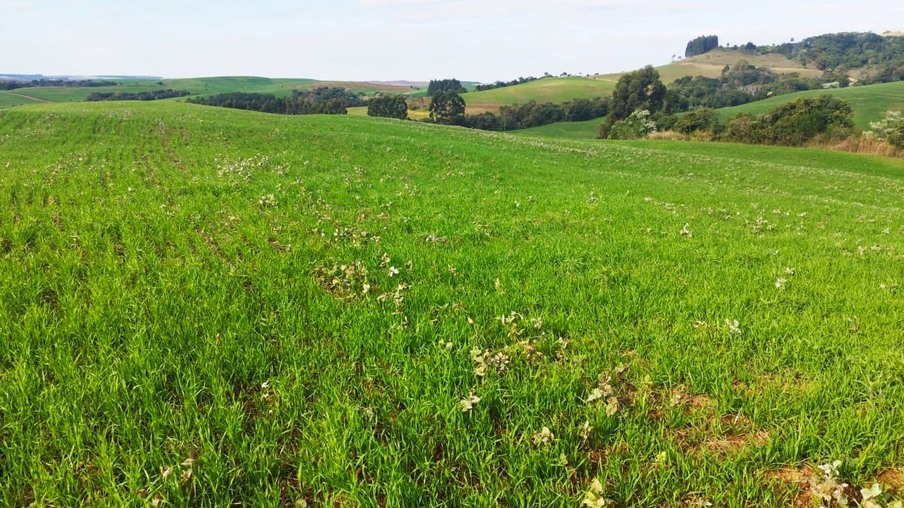 Durante o vazio sanitário não é permitido cultivar, manter ou permitir a existência de plantas vivas de soja no campo | Foto: Divulgação Durante o vazio sanitário não é permitido cultivar, manter ou permitir a existência de plantas vivas de soja no campo | Foto: Divulgação