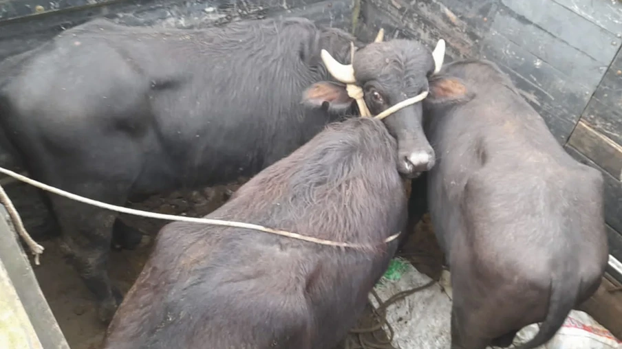 Foto de três búfalos sendo transportados Foto de três búfalos sendo transportados