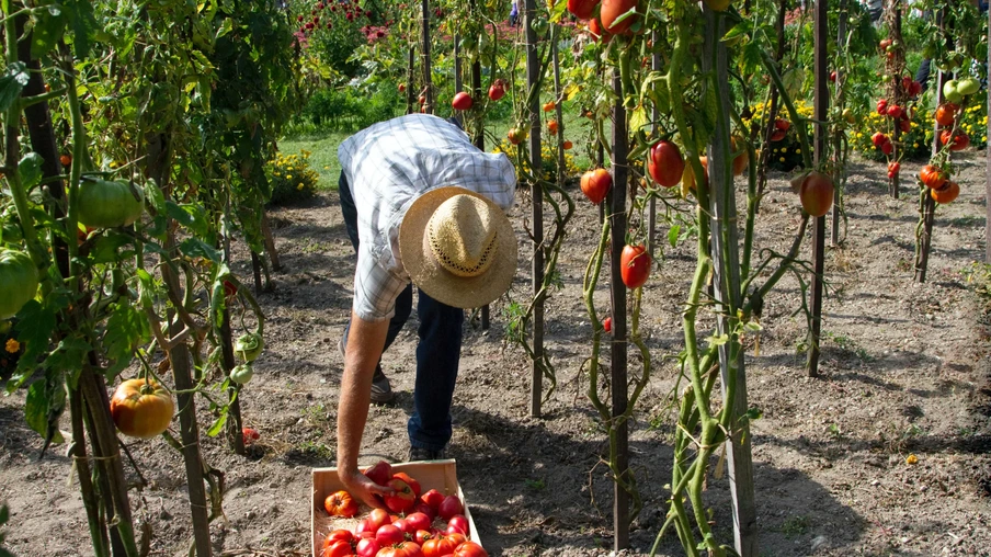 Foto de homem com chapéu se abaixando para colocar tomates em caixa. Ele está em meio a plantas de tomate. Foto de homem com chapéu se abaixando para colocar tomates em caixa. Ele está em meio a plantas de tomate.
