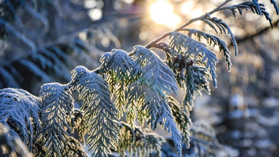 Foto de galhos de árvore cobertos por geada. Foto de galhos de árvore cobertos por geada.