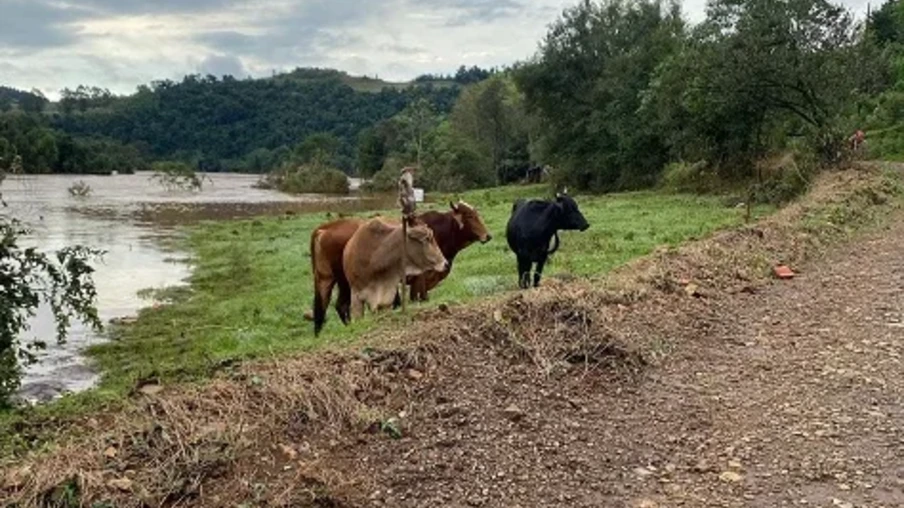 Foto de três bovinos em beira de rio. Foto de três bovinos em beira de rio.