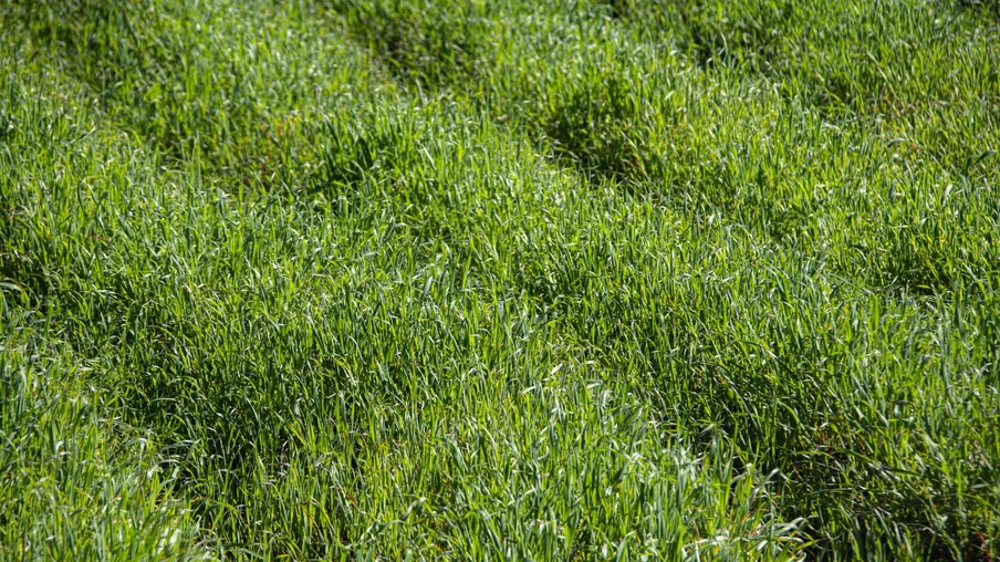 Foto de pastagen de aveia preta. Foto de pastagen de aveia preta.