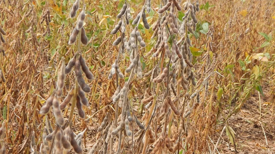 Foto de lavoura de soja. Foto de lavoura de soja.