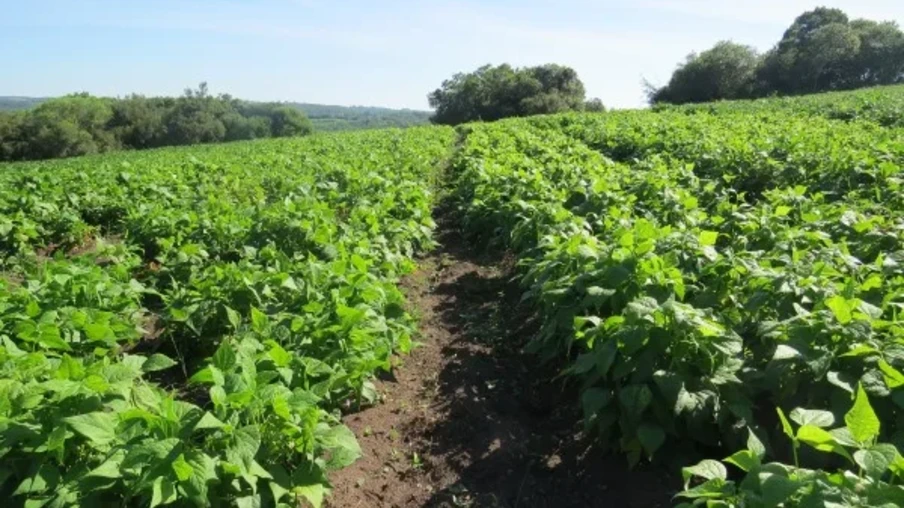 Foto de lavoura de feijão. Foto de lavoura de feijão.