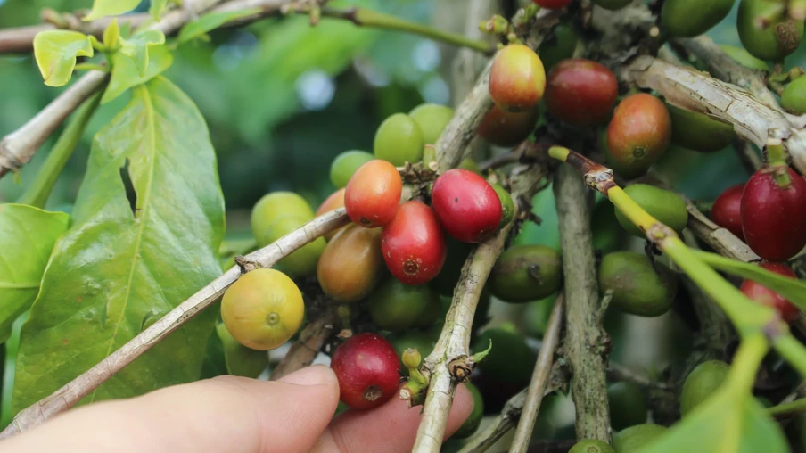 grãos de café ainda na planta grãos de café ainda na planta