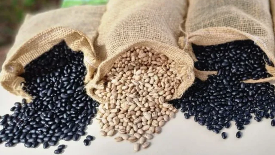 Foto de três sacos de feijão abertos sobre mesa derramando os grãos. Foto de três sacos de feijão abertos sobre mesa derramando os grãos.