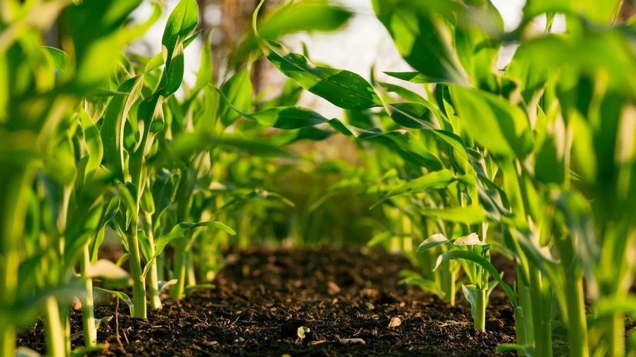 Foto de plantas pequenas de milho em lavoura. Foto de plantas pequenas de milho em lavoura.