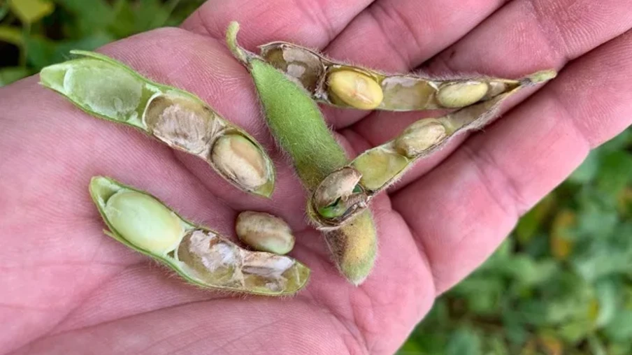 Foto focada em vagens de soja na mão de uma pessoa. Dentro das vagens abertas aparecem grãos apodrecidos. Foto focada em vagens de soja na mão de uma pessoa. Dentro das vagens abertas aparecem grãos apodrecidos.