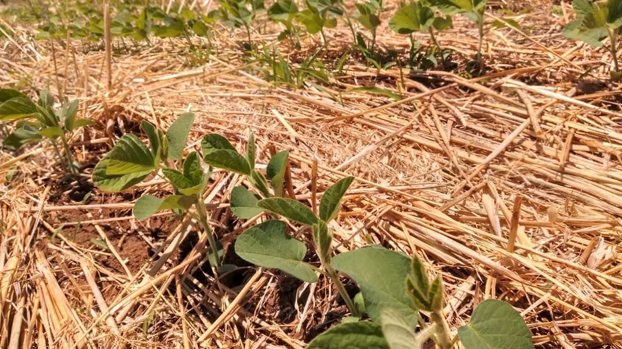 Foto de plantas de soja ainda pequenas em meio a palhada. Foto de plantas de soja ainda pequenas em meio a palhada.