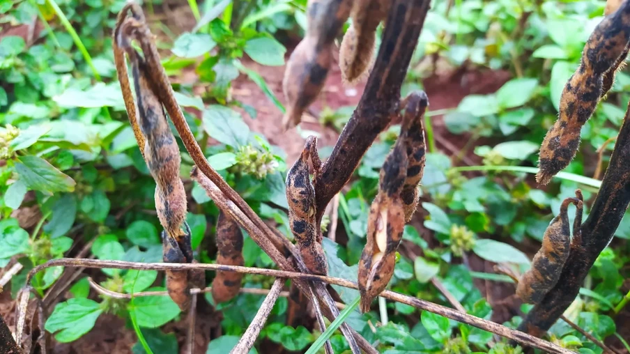 Foto de vagens de soja com manchas escuras. Foto de vagens de soja com manchas escuras.