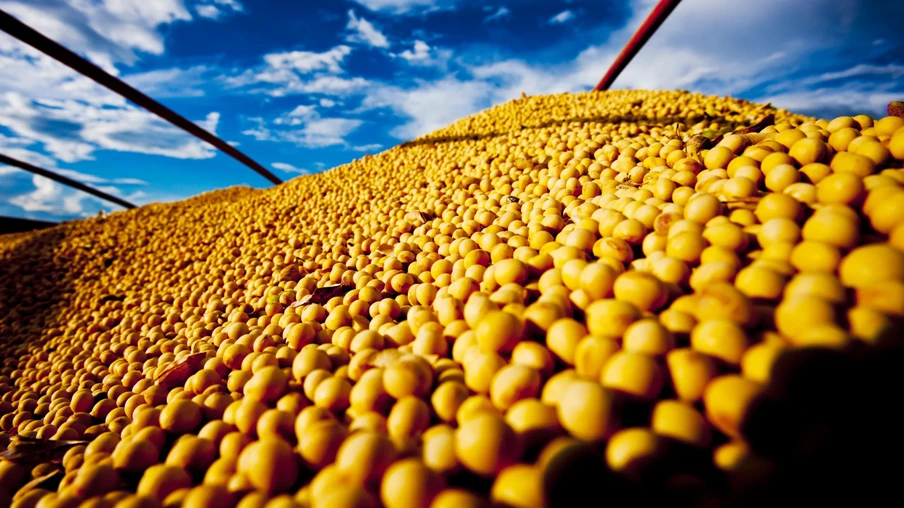 Foto de grãos de soja sob céu azul. Foto de grãos de soja sob céu azul.