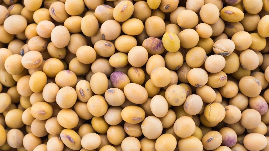 Foto de grãos de soja. Foto de grãos de soja.