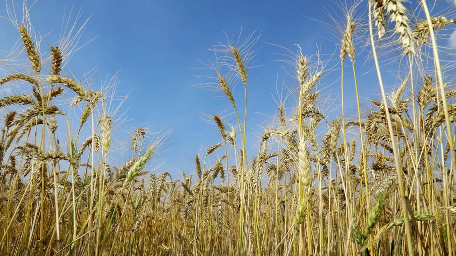 Foto de lavoura de trigo. Foto de lavoura de trigo.