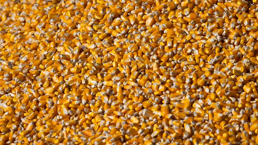 Foto de grãos de milho. Foto de grãos de milho.