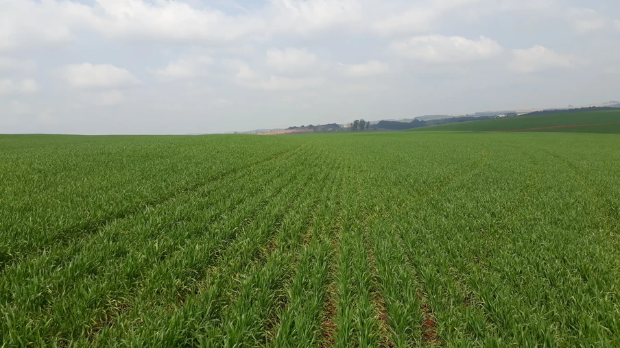 Foto de lavoura de trigo com plantas ainda pequenas. Foto de lavoura de trigo com plantas ainda pequenas.