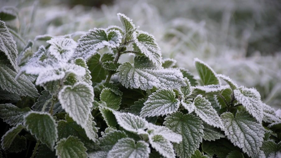 Foto de plantas cobertas por geada. Foto de plantas cobertas por geada.