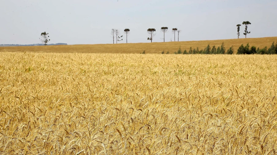 Foto de lavoura de trigo. Foto de lavoura de trigo.
