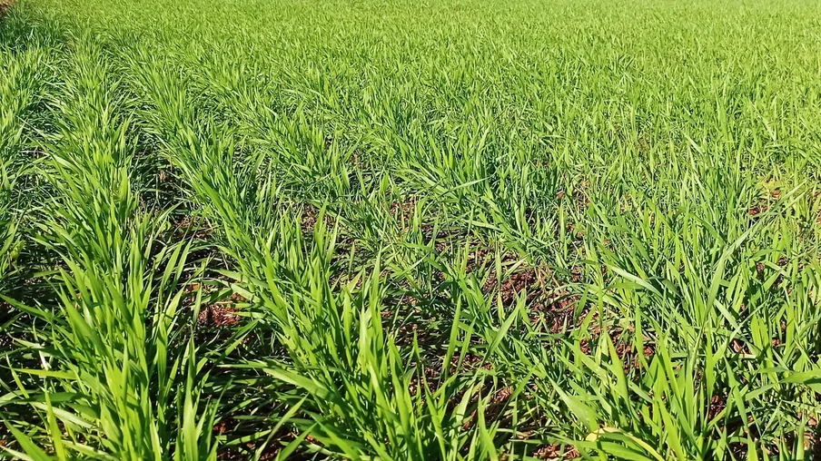 Foto de lavoura de trigo com plantas em desenvolvimento vegetativo. Foto de lavoura de trigo com plantas em desenvolvimento vegetativo.