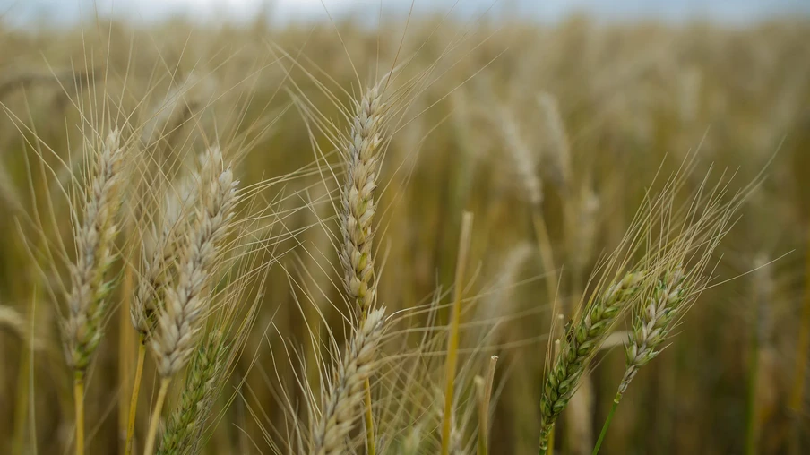 Foto de espigas de trigo em lavoura. Foto de espigas de trigo em lavoura.