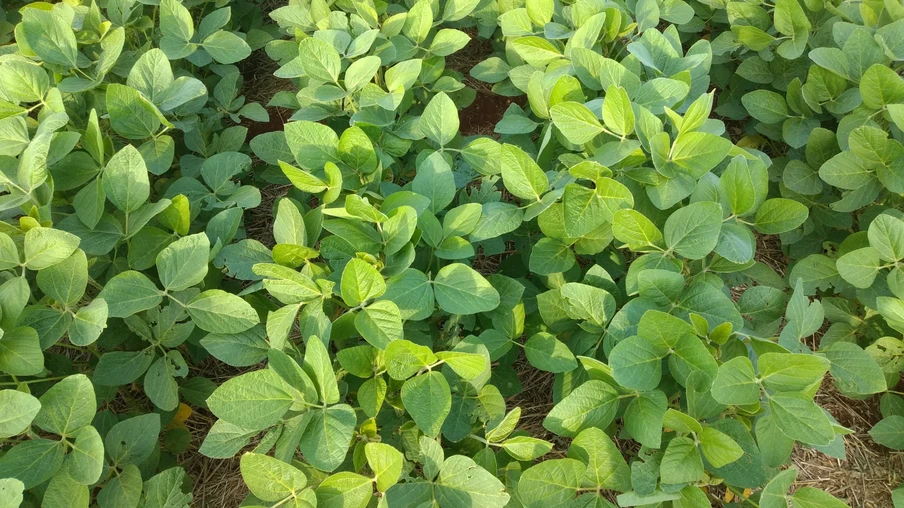 Foto de lavoura de soja. Foto de lavoura de soja.