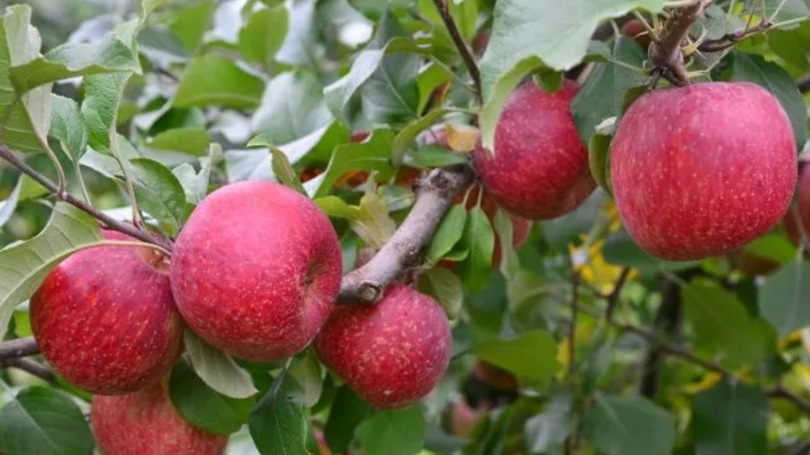 Foto de maçãs fuji em árvore. Foto de maçãs fuji em árvore.