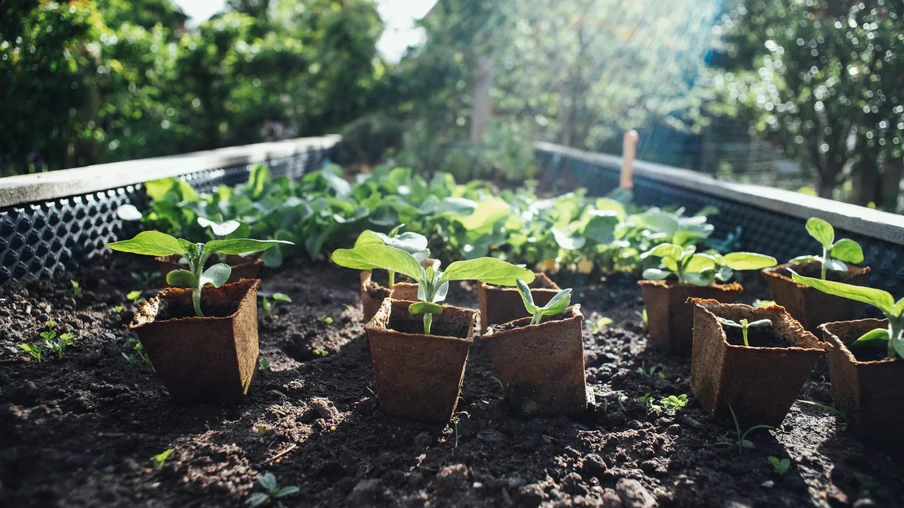 Foto de mudas de plantas sobre a terra. Foto de mudas de plantas sobre a terra.