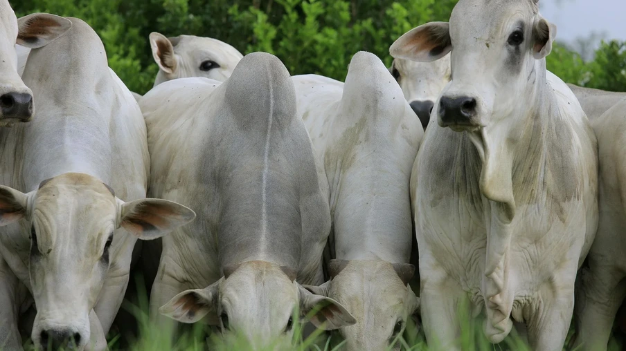 Foto de bovinos brancos enfileirados. Foto de bovinos brancos enfileirados.