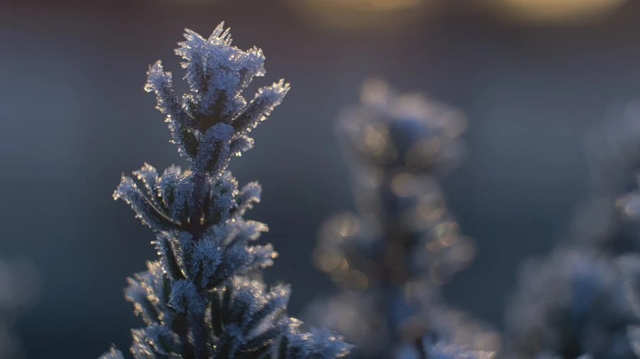 Foto de uma planta coberta por geada. Foto de uma planta coberta por geada.