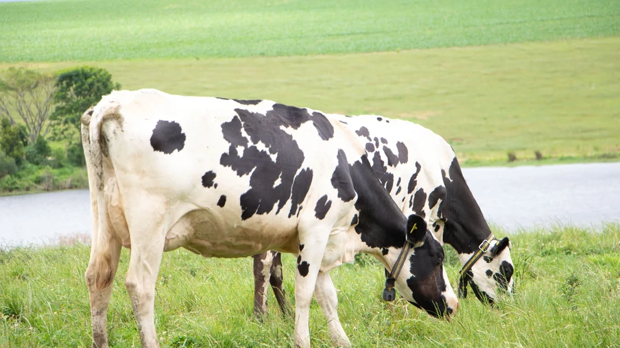 Foto de duas vacas leiteiras pastando. Foto de duas vacas leiteiras pastando.