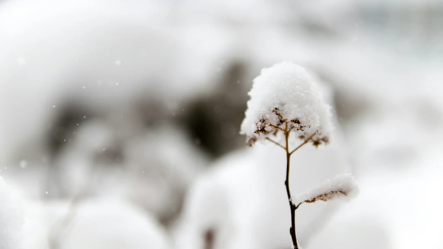 Foto de planta pequena coberta por neve. Foto de planta pequena coberta por neve.