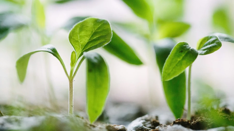 Foto de plantas verdes e pequenas. Foto de plantas verdes e pequenas.