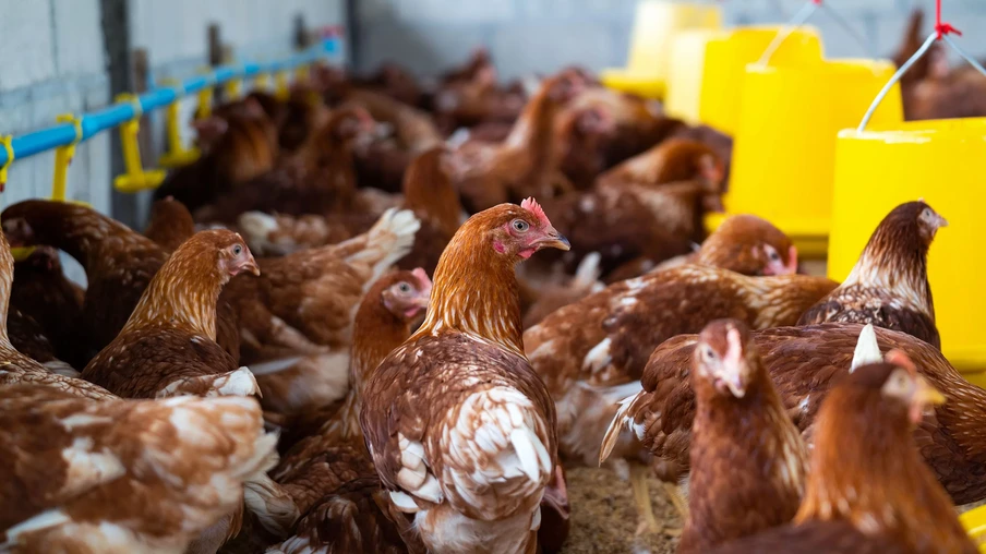 Foto de frangos em aviário. Foto de frangos em aviário.