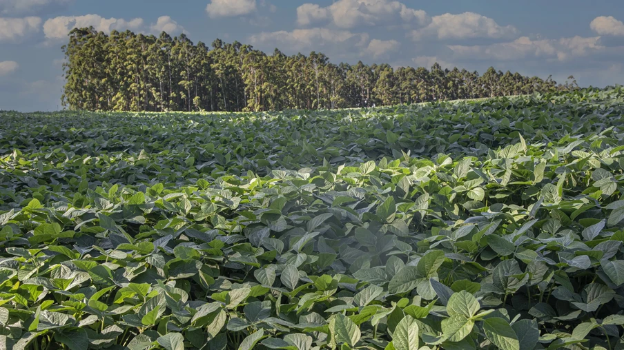 Foto de lavoura de soja em frente a árvores. Foto de lavoura de soja em frente a árvores.
