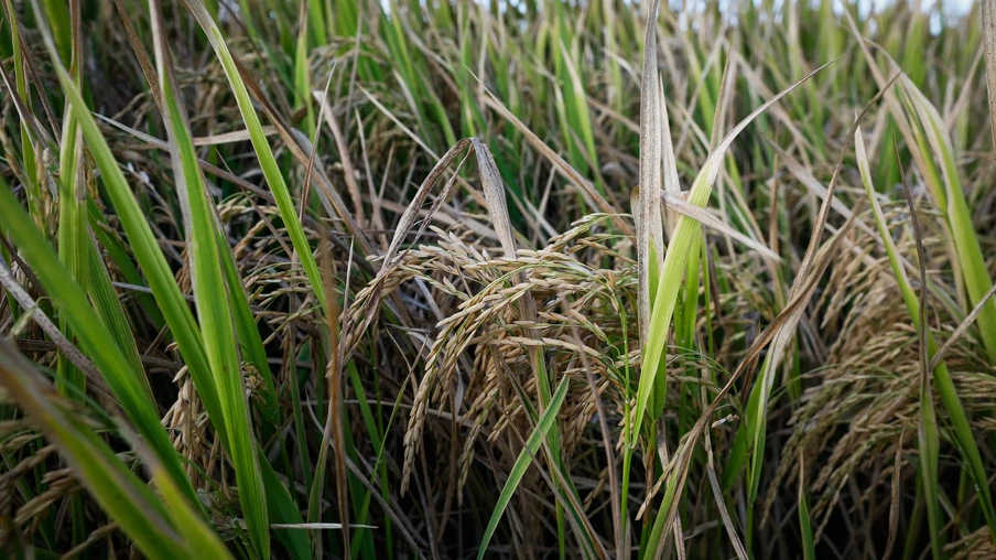 Foto de lavoura de arroz. Foto de lavoura de arroz.