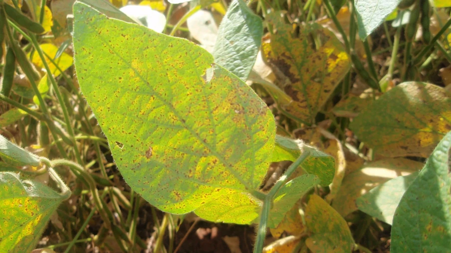 Foto de folhas de soja com manchas douradas. Foto de folhas de soja com manchas douradas.