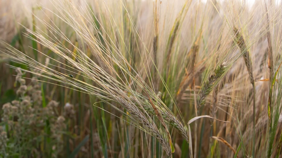 Foto de espigas de cevada em lavoura. Foto de espigas de cevada em lavoura.
