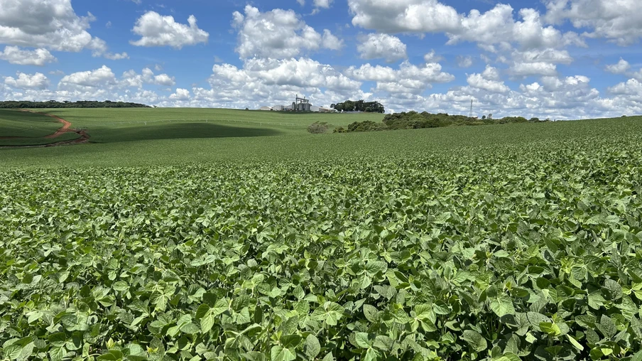 Foto de lavoura de soja. Foto de lavoura de soja.