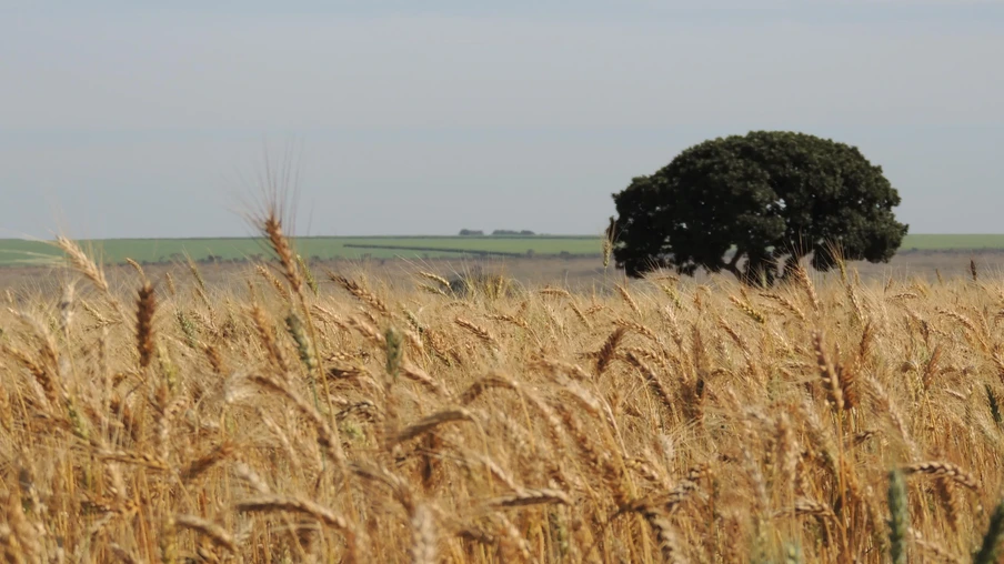 Foto de lavoura de trigo com árvore ao fundo. Foto de lavoura de trigo com árvore ao fundo.
