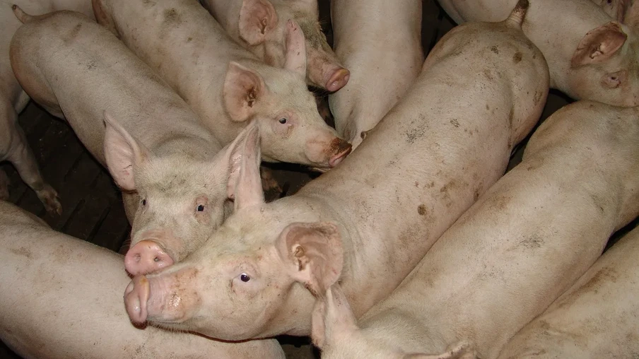Foto de suínos reunidos. Foto de suínos reunidos.