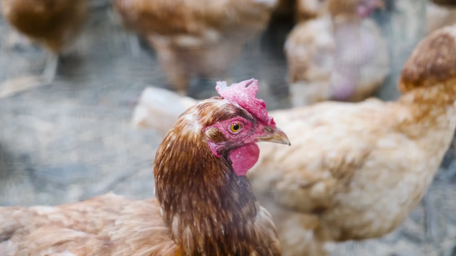 A foto foca em uma galinha em meio a outras. A foto foca em uma galinha em meio a outras.